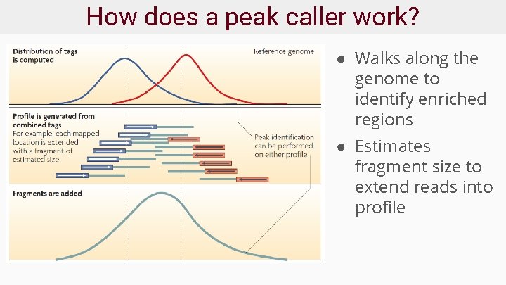 How does a peak caller work? ● Walks along the genome to identify enriched