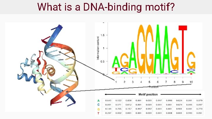 What is a DNA-binding motif? 