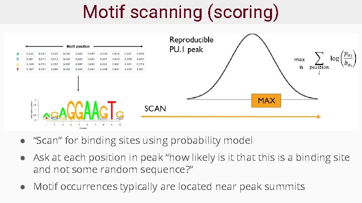 Motif scanning (scoring) ● “Scan” for binding sites using probability model ● Ask at