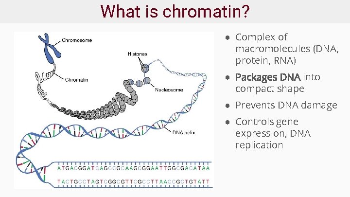 What is chromatin? ● Complex of macromolecules (DNA, protein, RNA) ● Packages DNA into