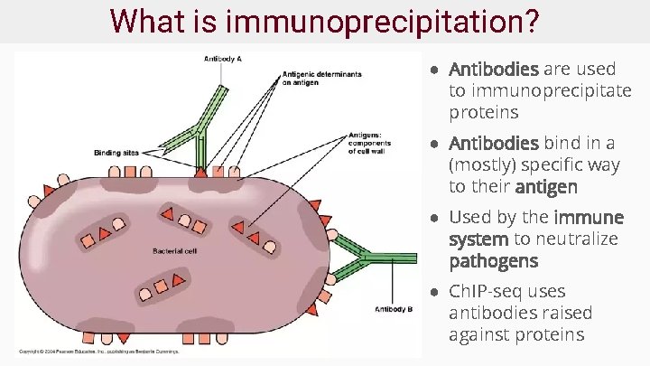 What is immunoprecipitation? ● Antibodies are used to immunoprecipitate proteins ● Antibodies bind in