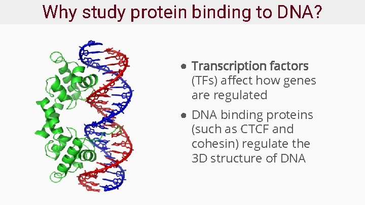 Why study protein binding to DNA? ● Transcription factors (TFs) affect how genes are