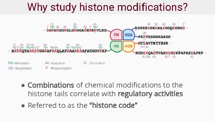 Why study histone modifications? ● Combinations of chemical modifications to the histone tails correlate