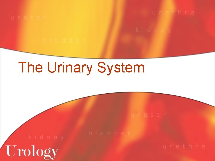 The Urinary System 