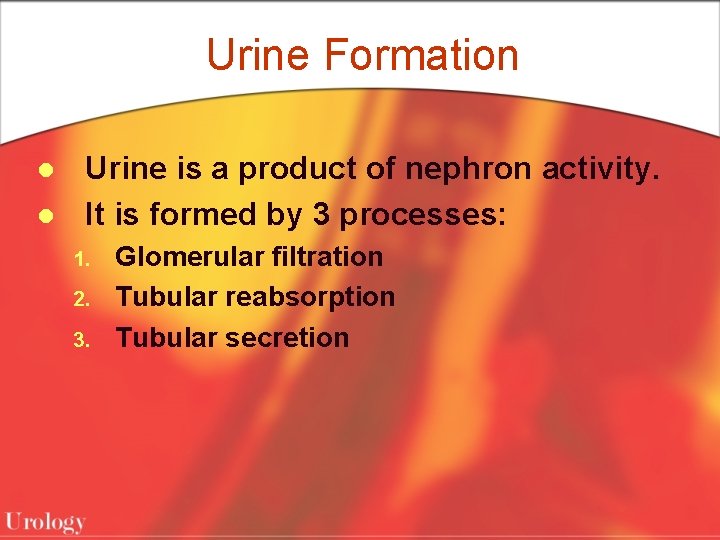 Urine Formation l l Urine is a product of nephron activity. It is formed