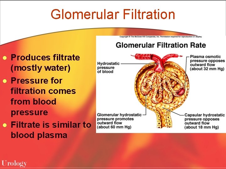 Glomerular Filtration l l l Produces filtrate (mostly water) Pressure for filtration comes from