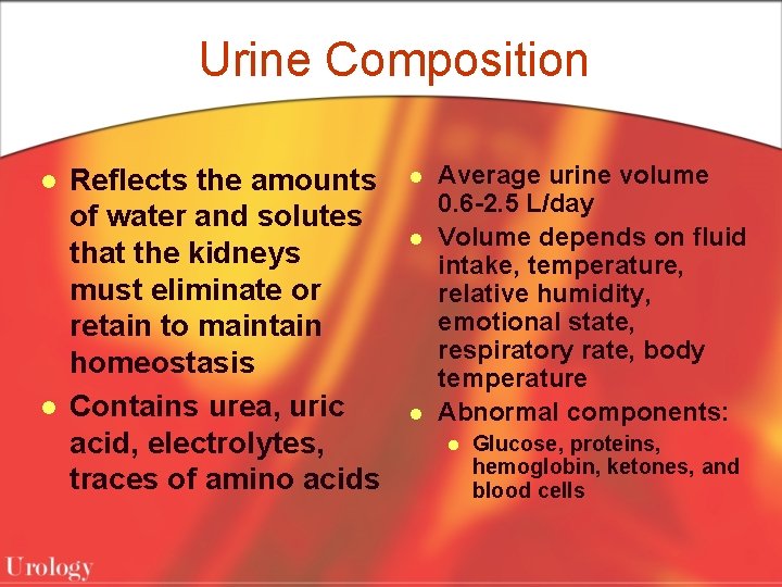 Urine Composition l l Reflects the amounts of water and solutes that the kidneys
