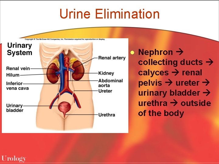 Urine Elimination l Nephron collecting ducts calyces renal pelvis ureter urinary bladder urethra outside