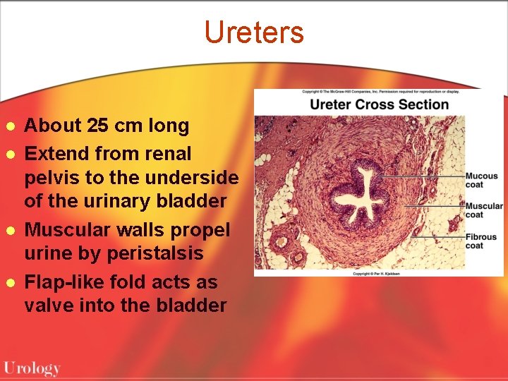 Ureters l l About 25 cm long Extend from renal pelvis to the underside