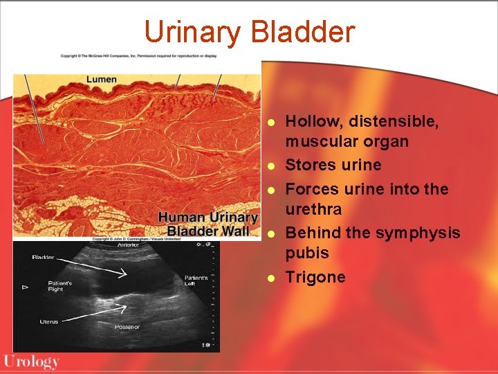 Urinary Bladder l l l Hollow, distensible, muscular organ Stores urine Forces urine into