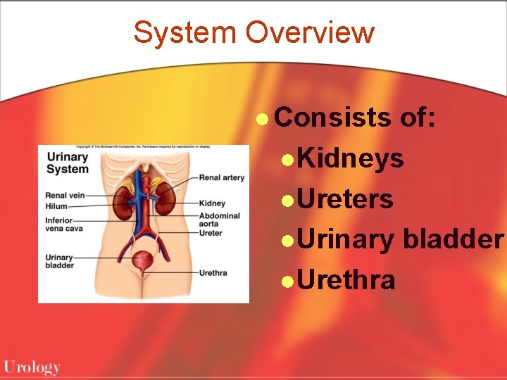 System Overview l Consists of: l. Kidneys l. Ureters l. Urinary bladder l. Urethra