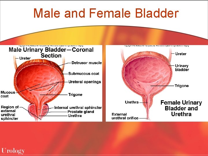 Male and Female Bladder 