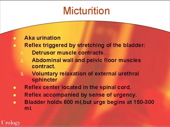 Micturition l l l Aka urination Reflex triggered by stretching of the bladder: 1.