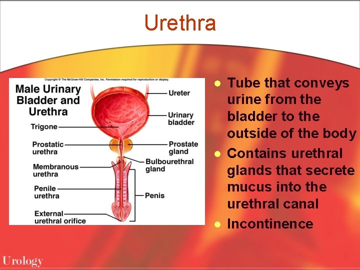 Urethra l l l Tube that conveys urine from the bladder to the outside