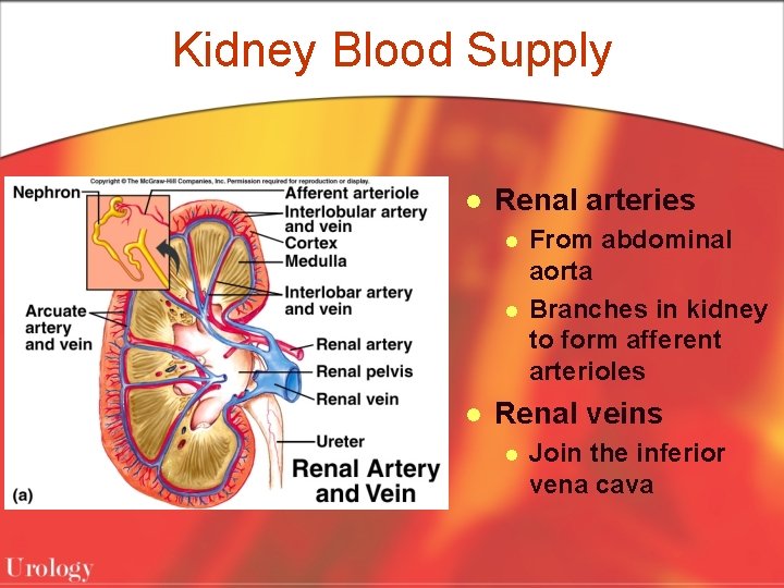 Kidney Blood Supply l Renal arteries l l l From abdominal aorta Branches in