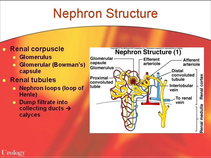 Nephron Structure l Renal corpuscle l l l Glomerulus Glomerular (Bowman’s) capsule Renal tubules