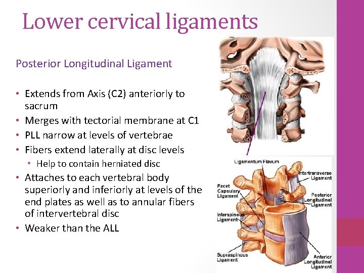 Lower cervical ligaments Posterior Longitudinal Ligament • Extends from Axis (C 2) anteriorly to Lower cervical ligaments Posterior Longitudinal Ligament • Extends from Axis (C 2) anteriorly to