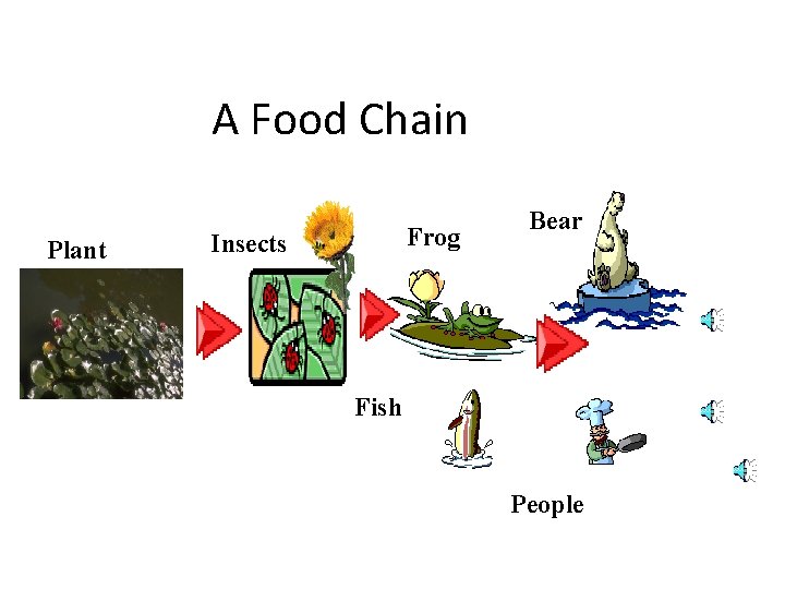 A Food Chain Plant Frog Insects Bear Fish People 