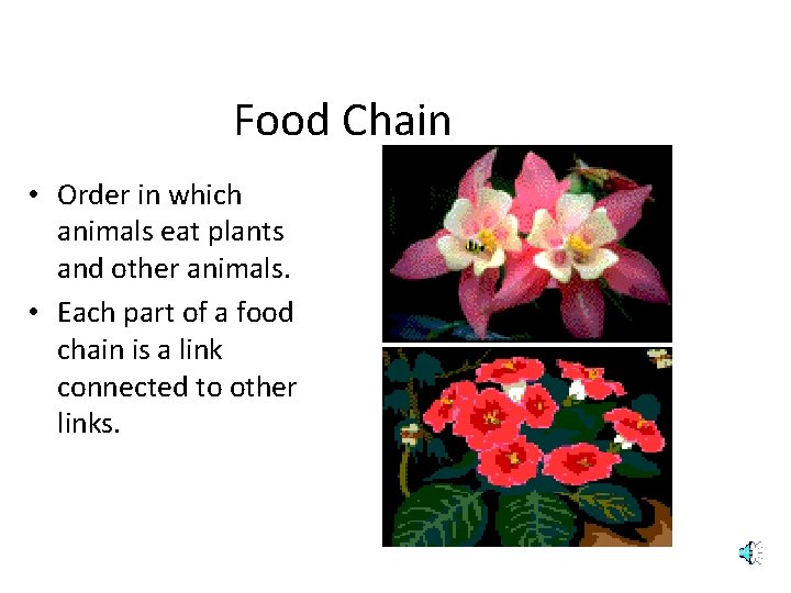 Food Chain • Order in which animals eat plants and other animals. • Each