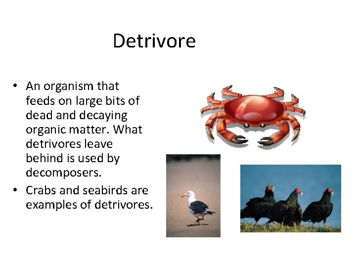 Detrivore • An organism that feeds on large bits of dead and decaying organic