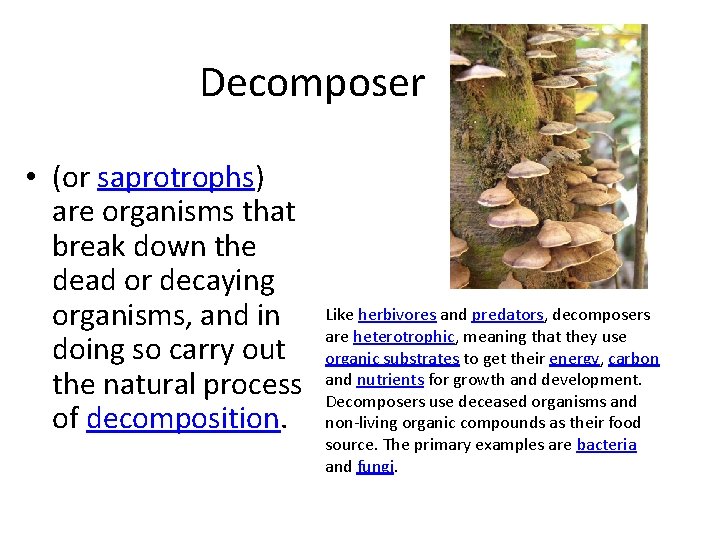 Decomposer • (or saprotrophs) are organisms that break down the dead or decaying organisms,