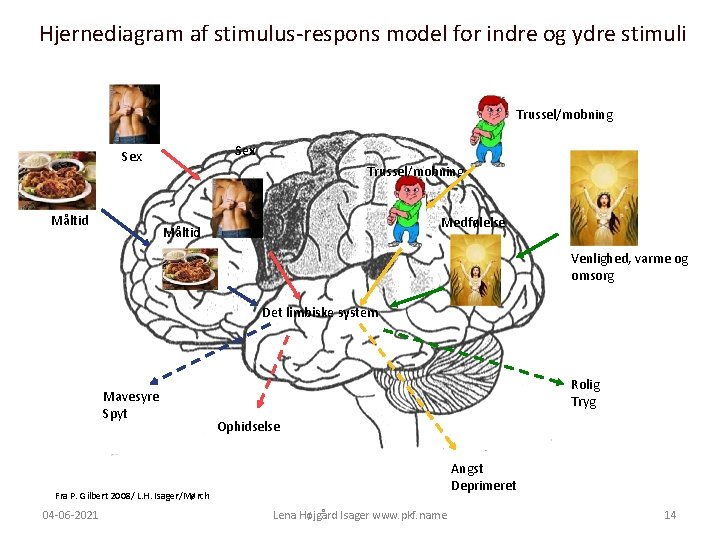 Hjernediagram af stimulus-respons model for indre og ydre stimuli Trussel/mobning Sex Måltid Trussel/mobning Medfølelse