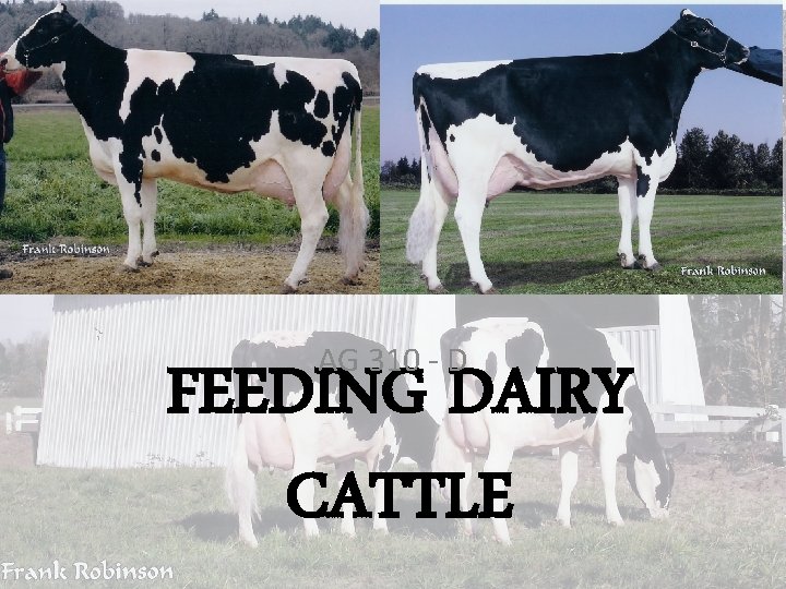AG 310 - D FEEDING DAIRY CATTLE 