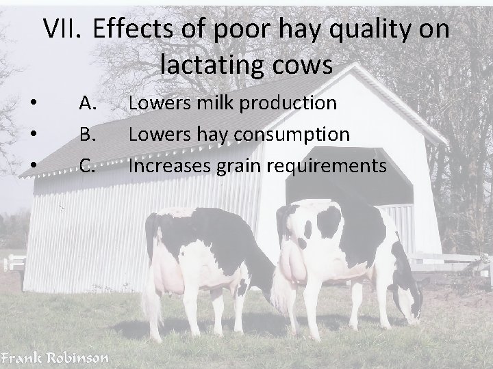 VII. Effects of poor hay quality on lactating cows • • • A. B.