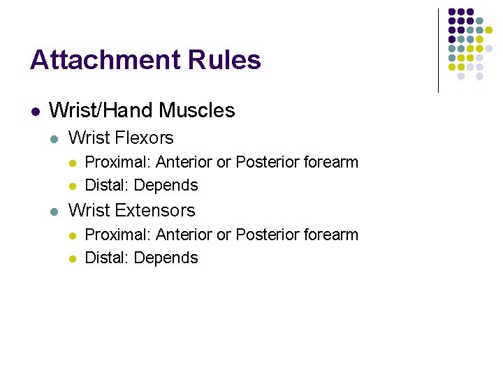 Attachment Rules l Wrist/Hand Muscles l Wrist Flexors l l l Proximal: Anterior or Attachment Rules l Wrist/Hand Muscles l Wrist Flexors l l l Proximal: Anterior or