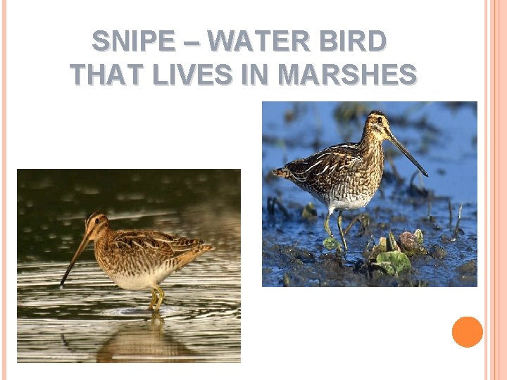 SNIPE – WATER BIRD THAT LIVES IN MARSHES 