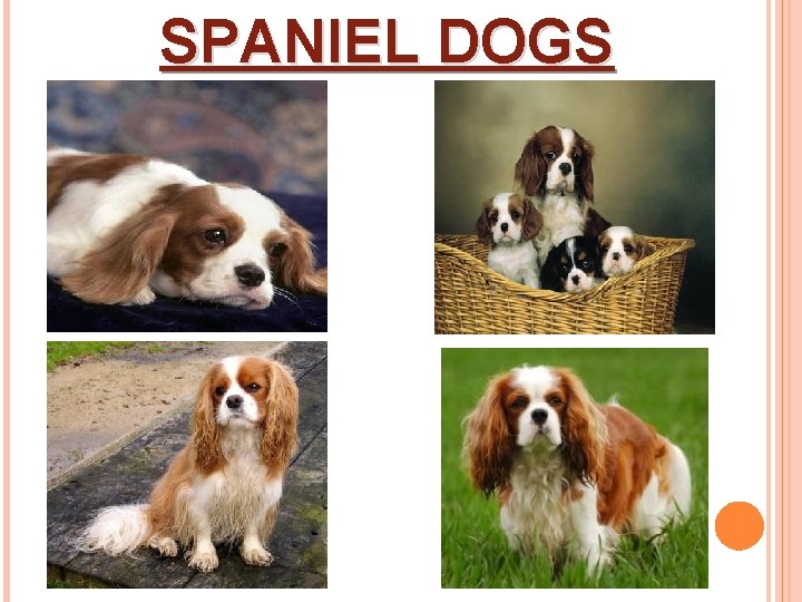 SPANIEL DOGS 