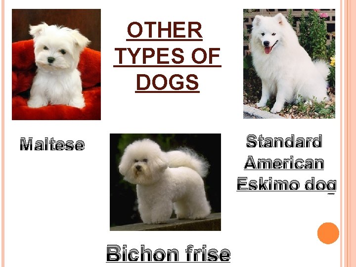 OTHER TYPES OF DOGS Standard American Eskimo dog Maltese Bichon frise 