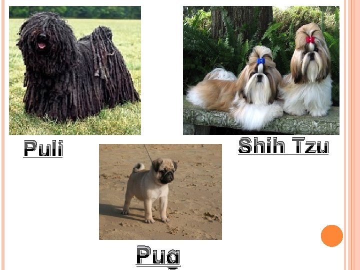 Shih Tzu Puli Pug 