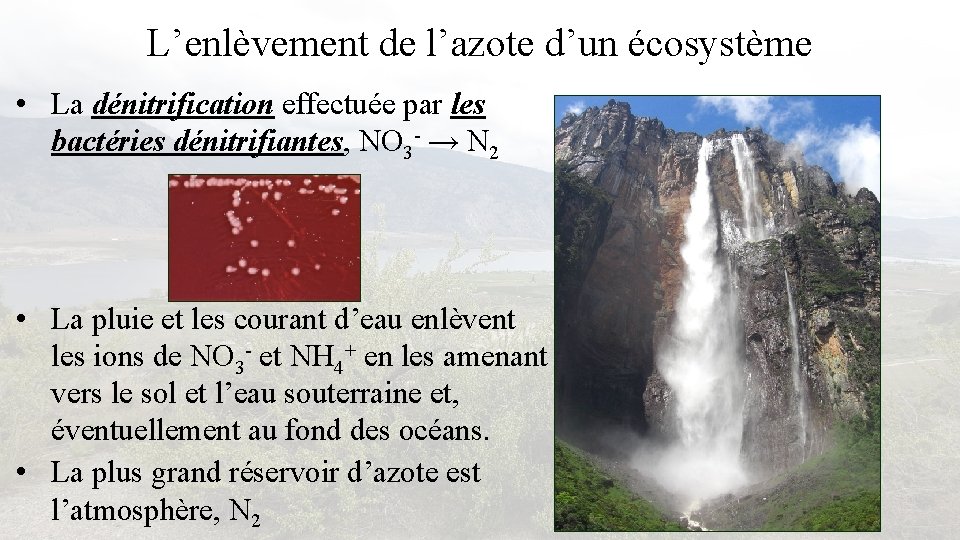 L’enlèvement de l’azote d’un écosystème • La dénitrification effectuée par les bactéries dénitrifiantes, NO