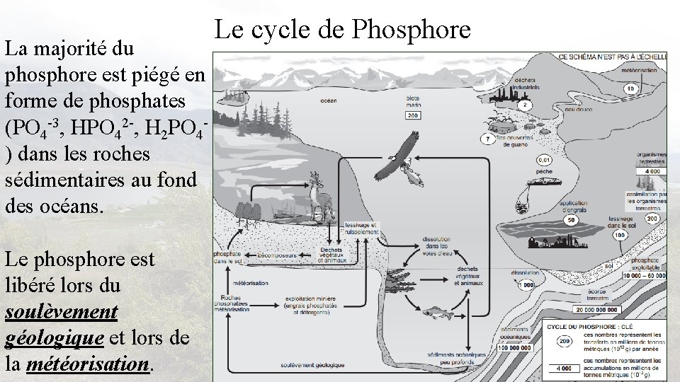 La majorité du phosphore est piégé en forme de phosphates (PO 4 -3, HPO