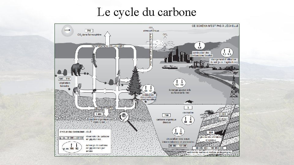 Le cycle du carbone 