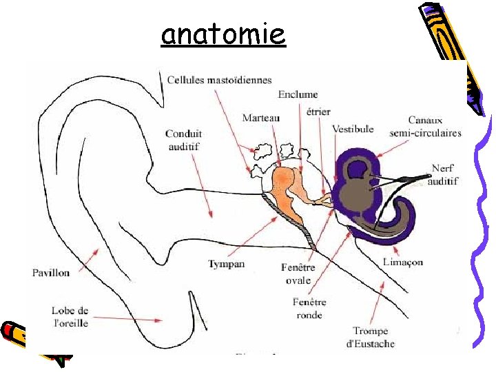anatomie 
