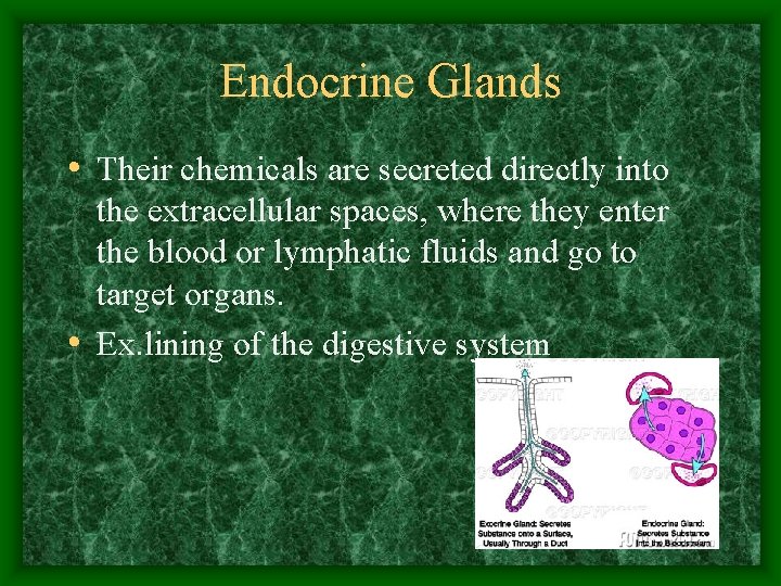 Endocrine Glands • Their chemicals are secreted directly into the extracellular spaces, where they