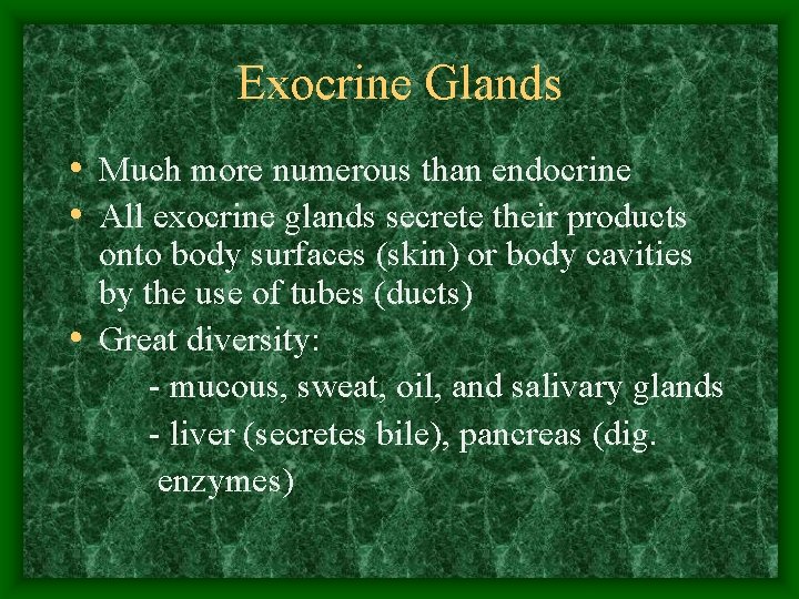 Exocrine Glands • Much more numerous than endocrine • All exocrine glands secrete their