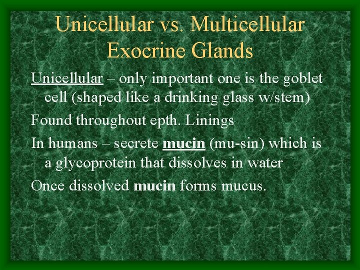 Unicellular vs. Multicellular Exocrine Glands Unicellular – only important one is the goblet cell