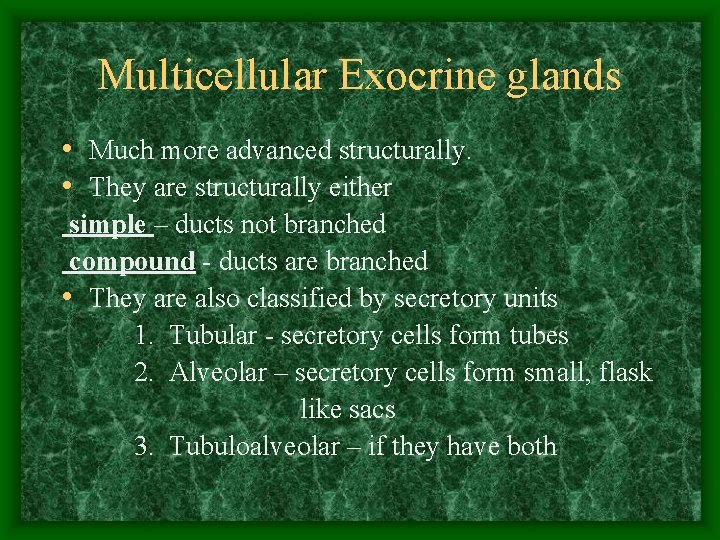 Multicellular Exocrine glands • Much more advanced structurally. • They are structurally either simple