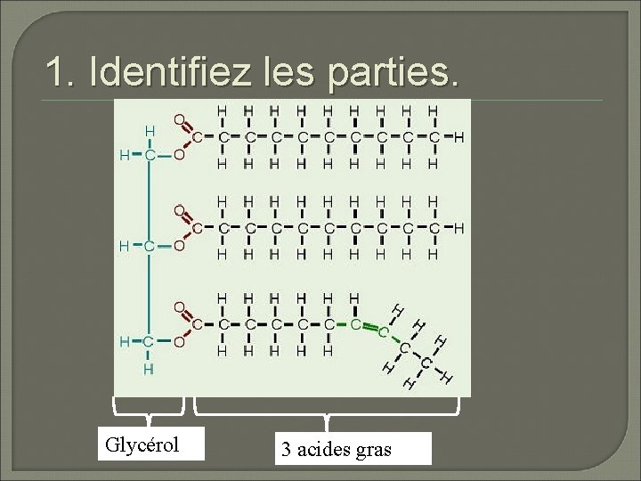 1. Identifiez les parties. a) Glycérol b) gras 3 acides 