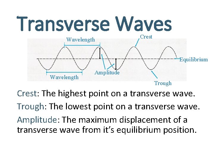 Transverse Waves Wavelength Crest Equilibrium Wavelength Amplitude Trough Crest: The highest point on a