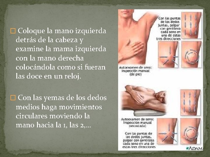 � Coloque la mano izquierda detrás de la cabeza y examine la mama izquierda