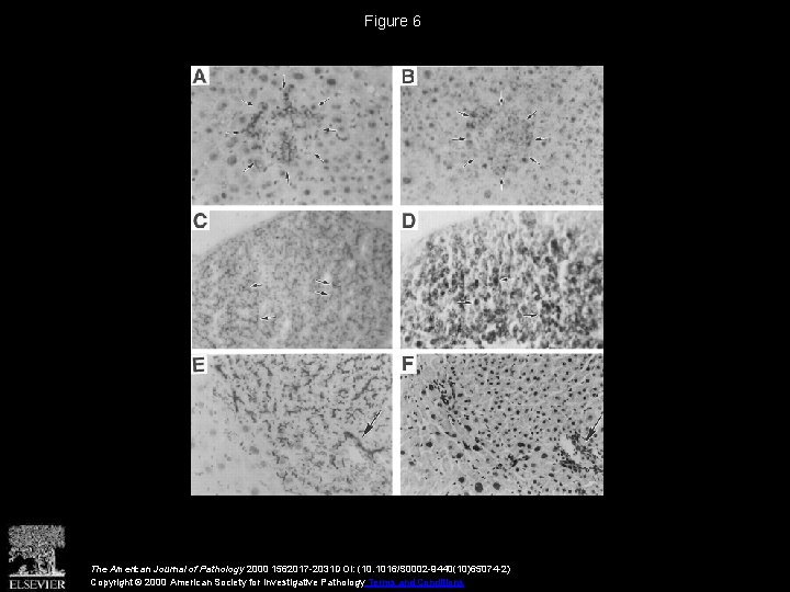 Proliferation and Differentiation of Fetal Liver Epithelial Progenitor