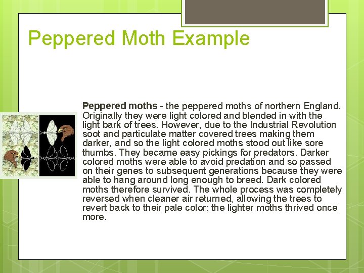 Peppered Moth Example Peppered moths - the peppered moths of northern England. Originally they Peppered Moth Example Peppered moths - the peppered moths of northern England. Originally they