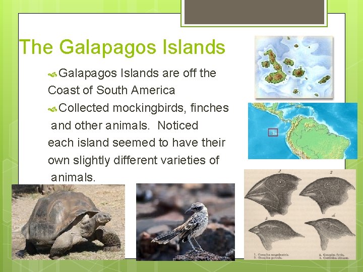 The Galapagos Islands are off the Coast of South America Collected mockingbirds, finches and The Galapagos Islands are off the Coast of South America Collected mockingbirds, finches and
