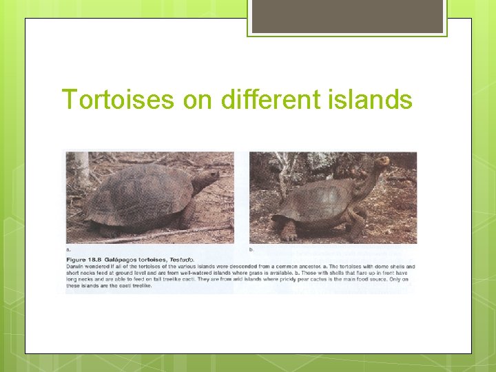 Tortoises on different islands Tortoises on different islands
