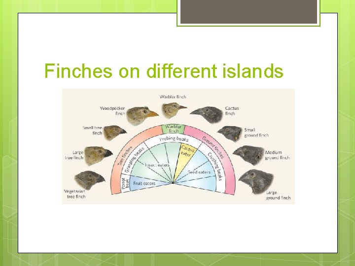 Finches on different islands Finches on different islands