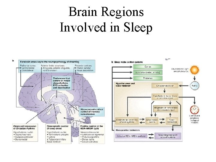 Brain Regions Involved in Sleep 